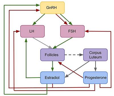 Mathematical Modeling and Simulation Provides Evidence for New Strategies of Ovarian Stimulation